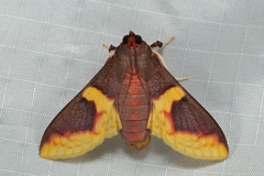 Pachynoa purpuralis