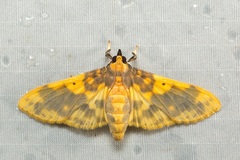 Pachynoa thoosalis