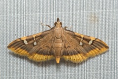 Prophantis