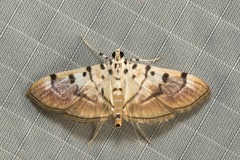 Pycnarmon cribrata