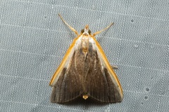 Pylartes subcostalis