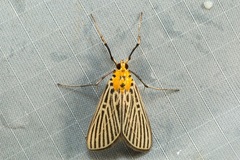 Tyspanodes exathesalis
