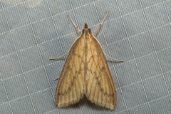 Circobotys occultilinea