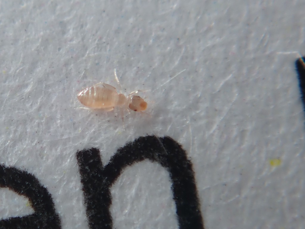 Booklouse (Liposcelis bostrychophila)