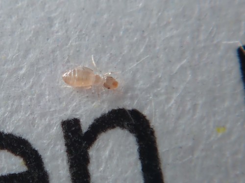 Booklouse
