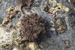 Corallina pilulifera