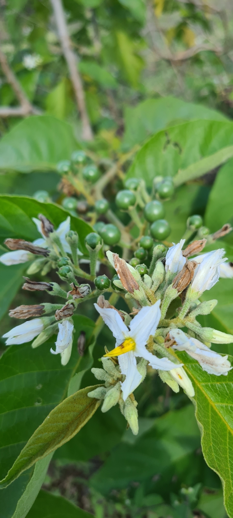Solanum torvum