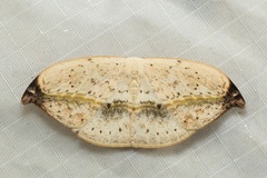 Callidrepana albiceris