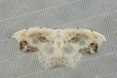 Leucoblepsis renifera