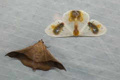 Chilkasa falcata