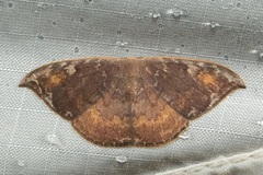 Paralbara watsoni