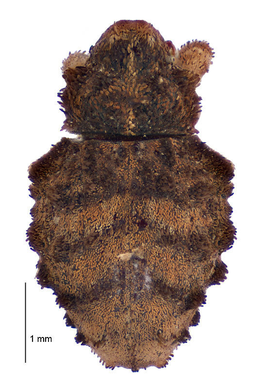 Crisius