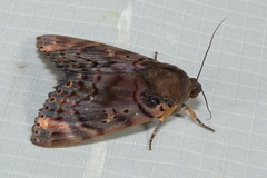 Arcte modesta