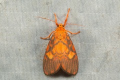 Ammatho roseororatus