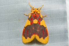 Barsine rubricostata