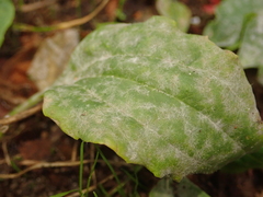 Podosphaera plantaginis