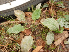Plantago major