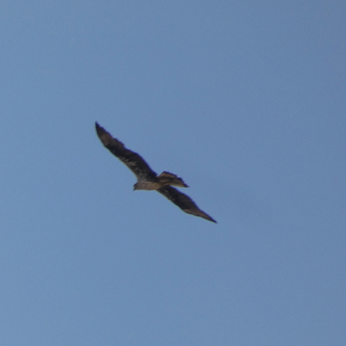 Avistamiento Águila perdicera o águila azor perdicera