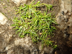 Sagina procumbens