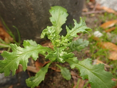 Senecio vulgaris