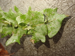 Podosphaera erigerontis-canadensis