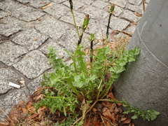 Taraxacum officinale