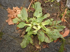Plantago major