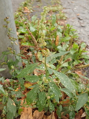 Chenopodium album