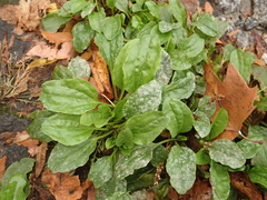 Plantago major