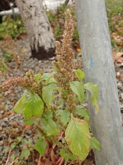 Amaranthus retroflexus