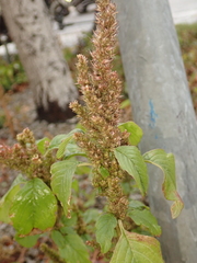 Amaranthus retroflexus