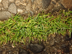 Sagina procumbens