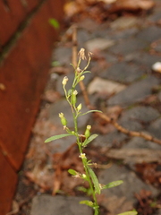 Erigeron canadensis