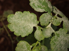 Erysiphe macleayae