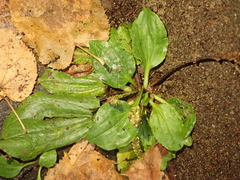 Plantago major