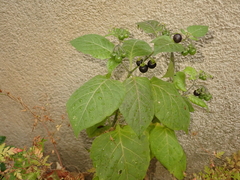 Solanum nigrum