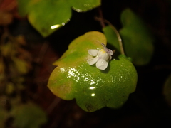 Cymbalaria muralis