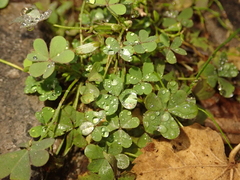 Oxalis corniculata