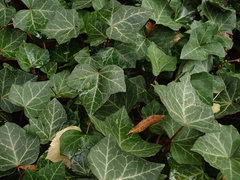 Hedera helix
