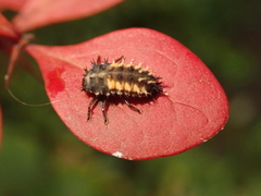 Harmonia axyridis
