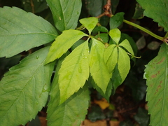 Parthenocissus quinquefolia