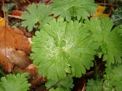 Geranium molle