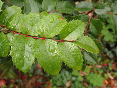Berberis aquifolium