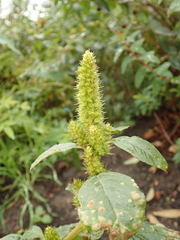 Amaranthus retroflexus