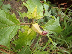 Datura stramonium