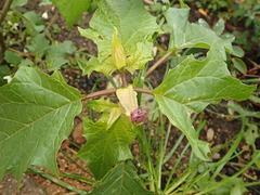 Datura stramonium