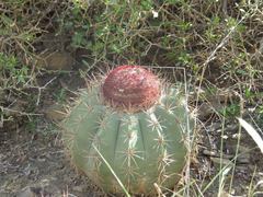 Melocactus curvispinus caesius