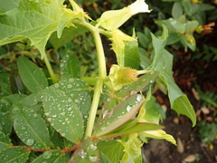 Datura stramonium