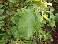 Datura stramonium