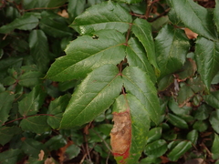 Berberis aquifolium